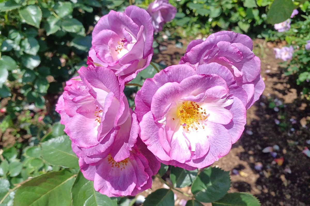 港区立芝浦中央公園のバラが見頃です | 品川シーズンテラスエリア